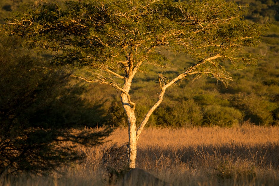 Solitary acacia tree standing in the golden light of the African savanna