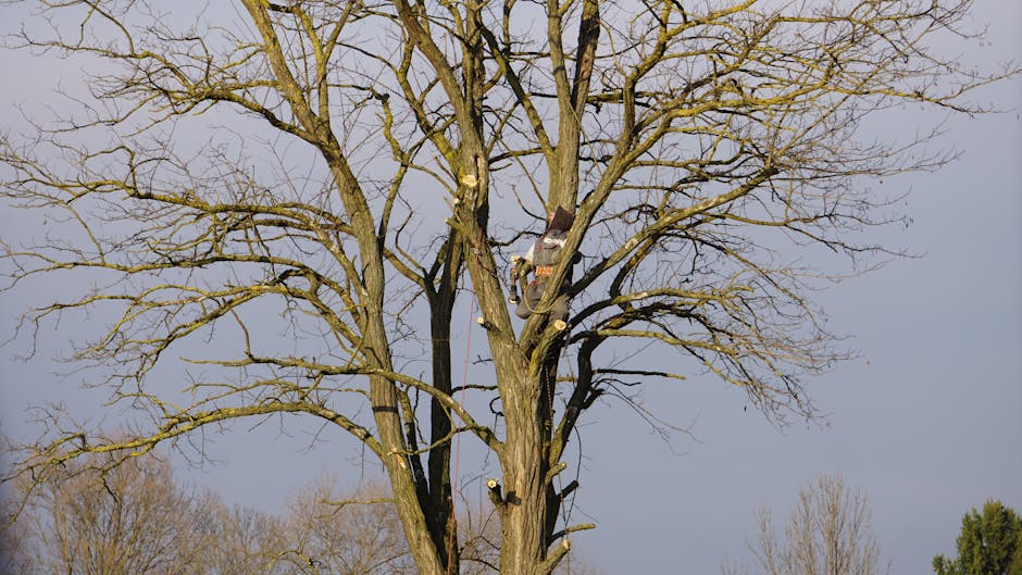 Arborist climbing high into a tall bare tree with safety ropes during a winter removal job