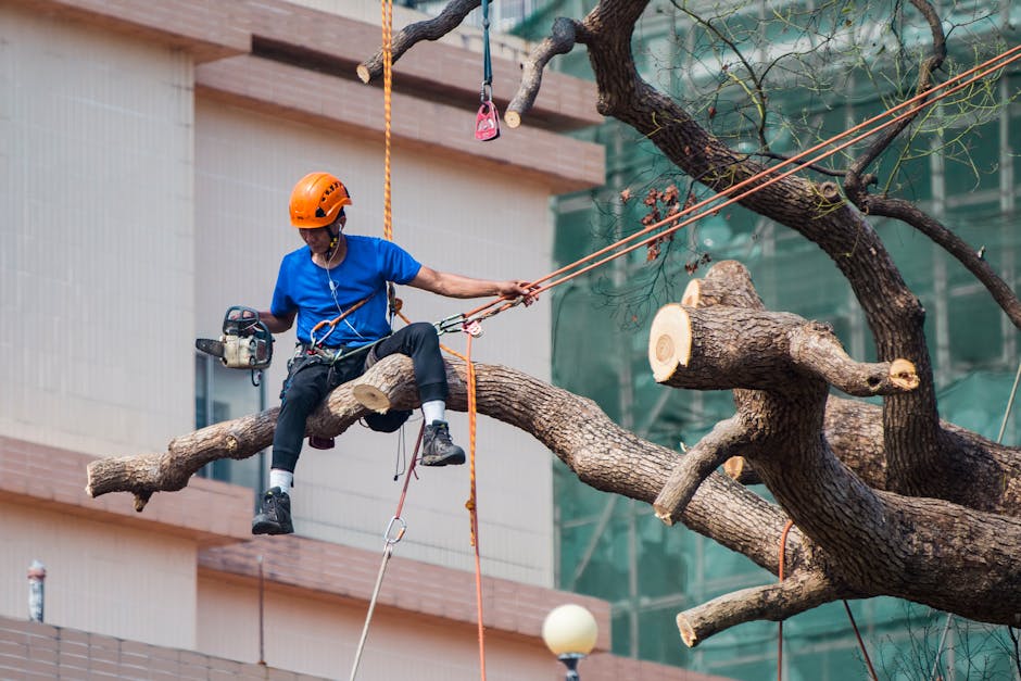 Arborist secured with ropes and safety harness pruning a tree with a chainsaw
