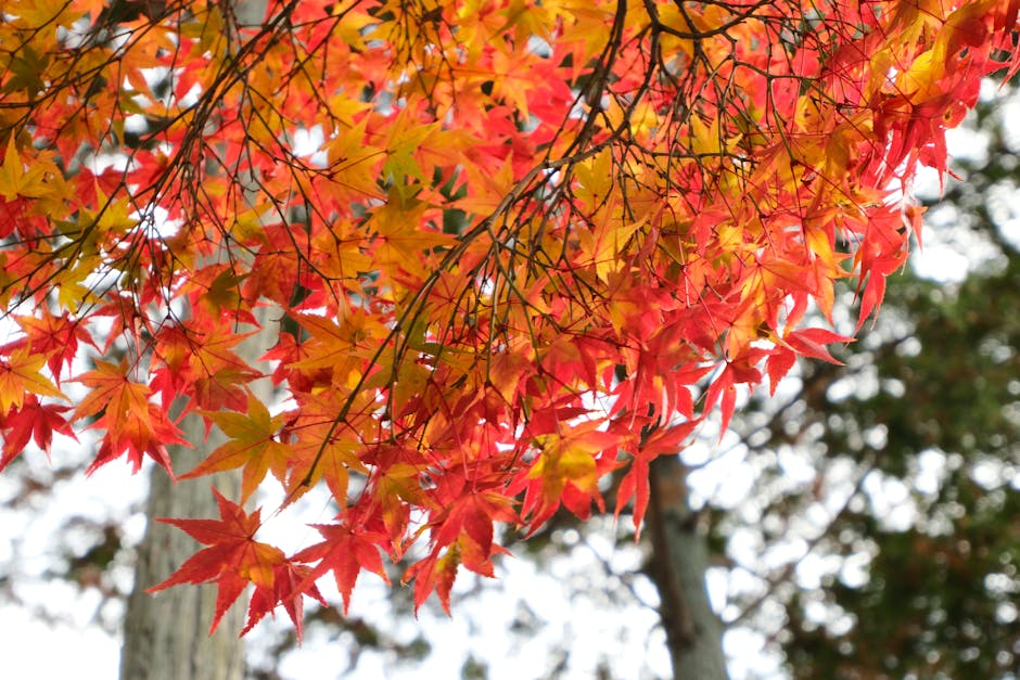 Vibrant red and orange autumn leaves on a maple tree