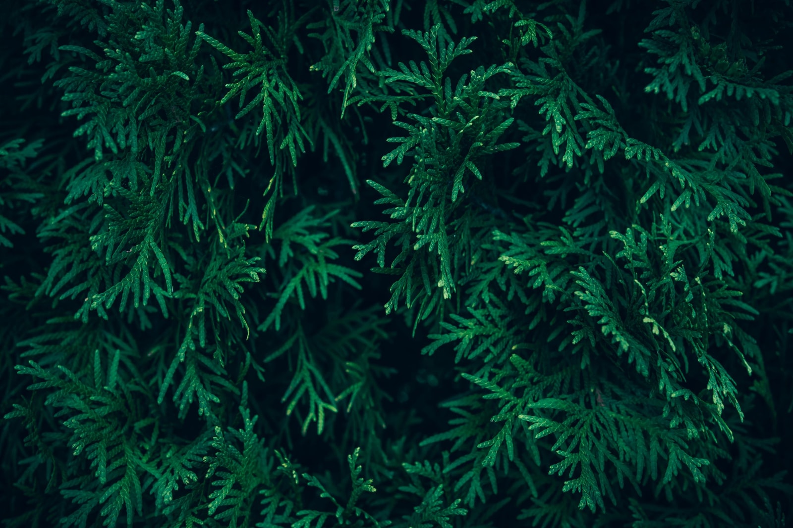 Rich green arborvitae foliage forming a dense screen