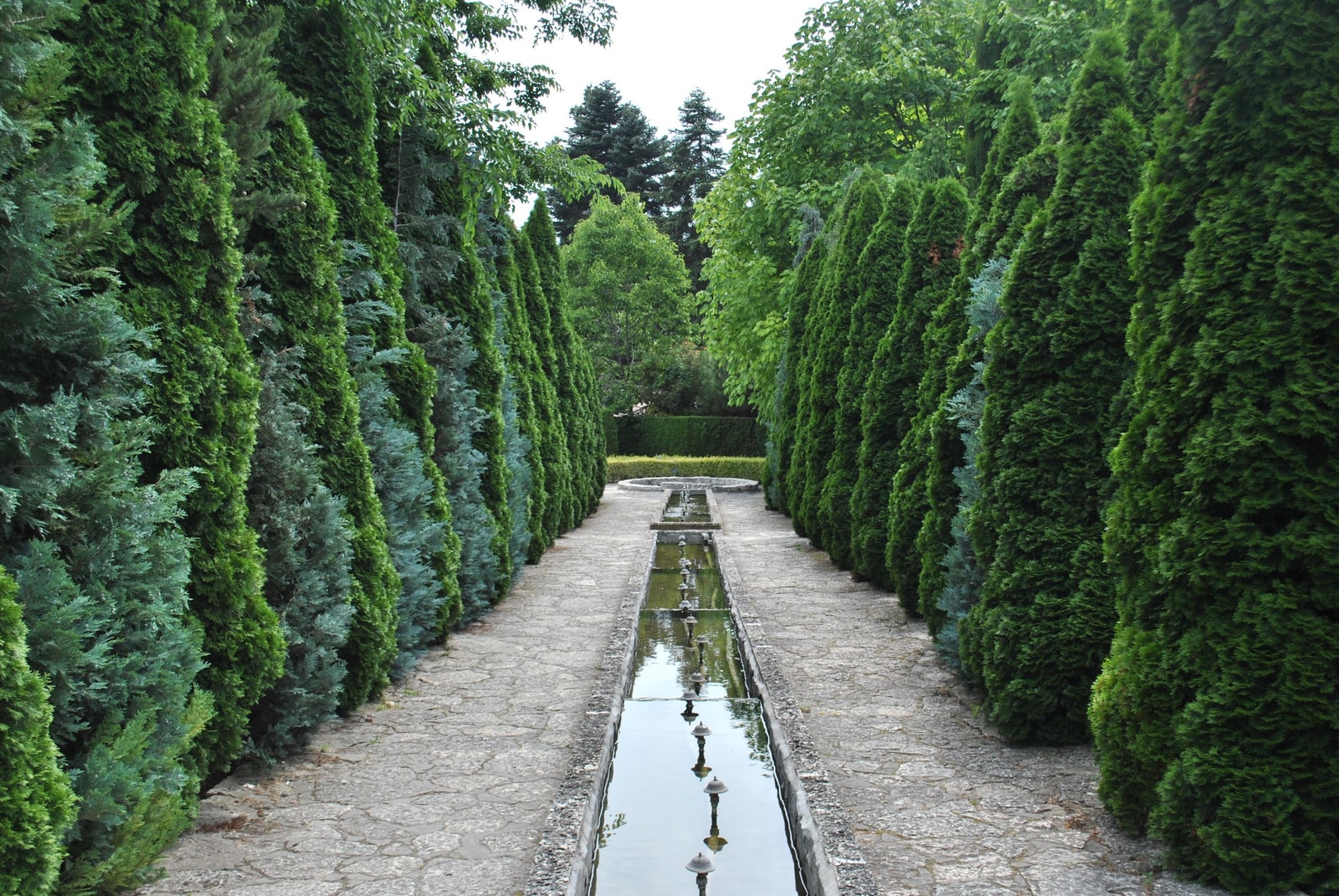 A row of arborvitae forming a green privacy screen along a residential fence line