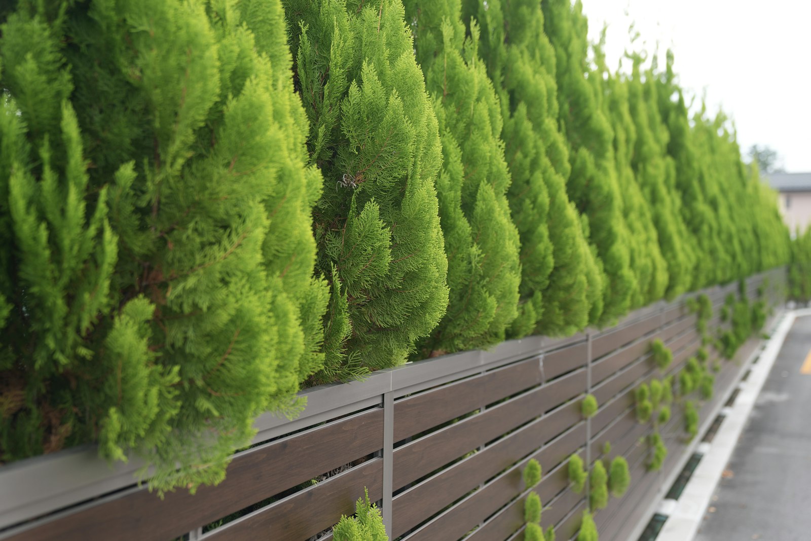 A tall dense arborvitae hedge used as a privacy screen