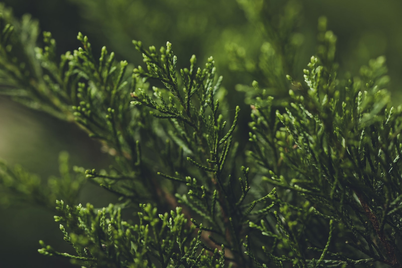 Flat sprays of green Thuja arborvitae foliage up close