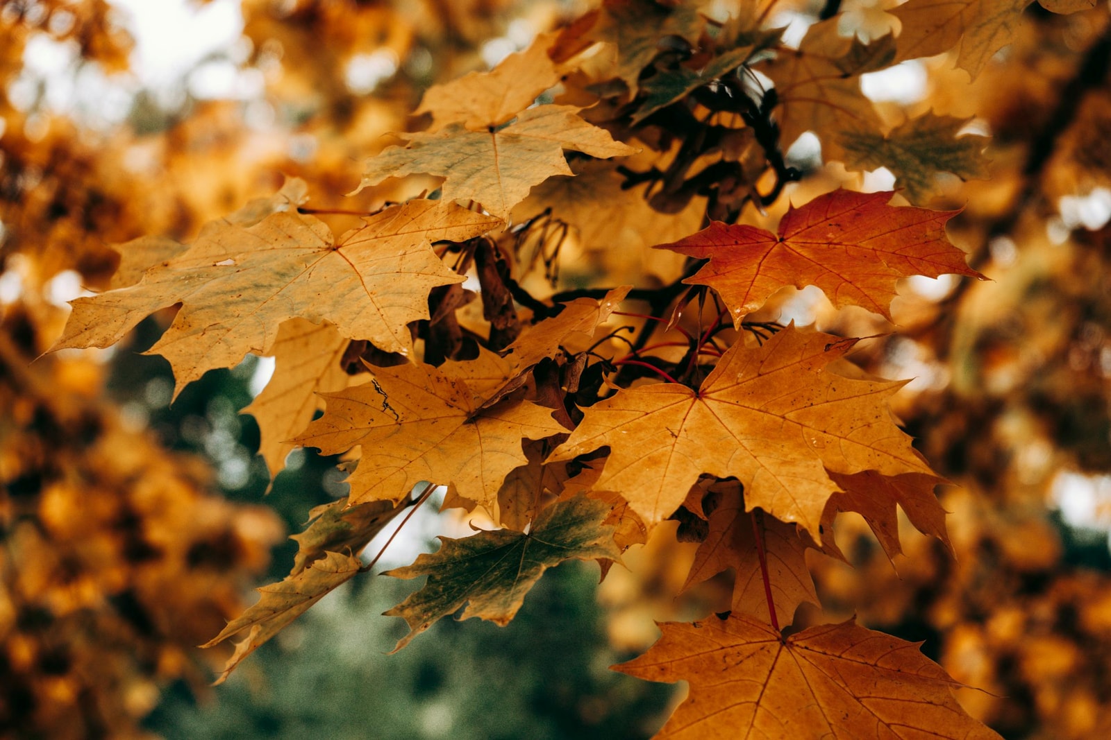 Vibrant autumn maple leaves in red and orange tones