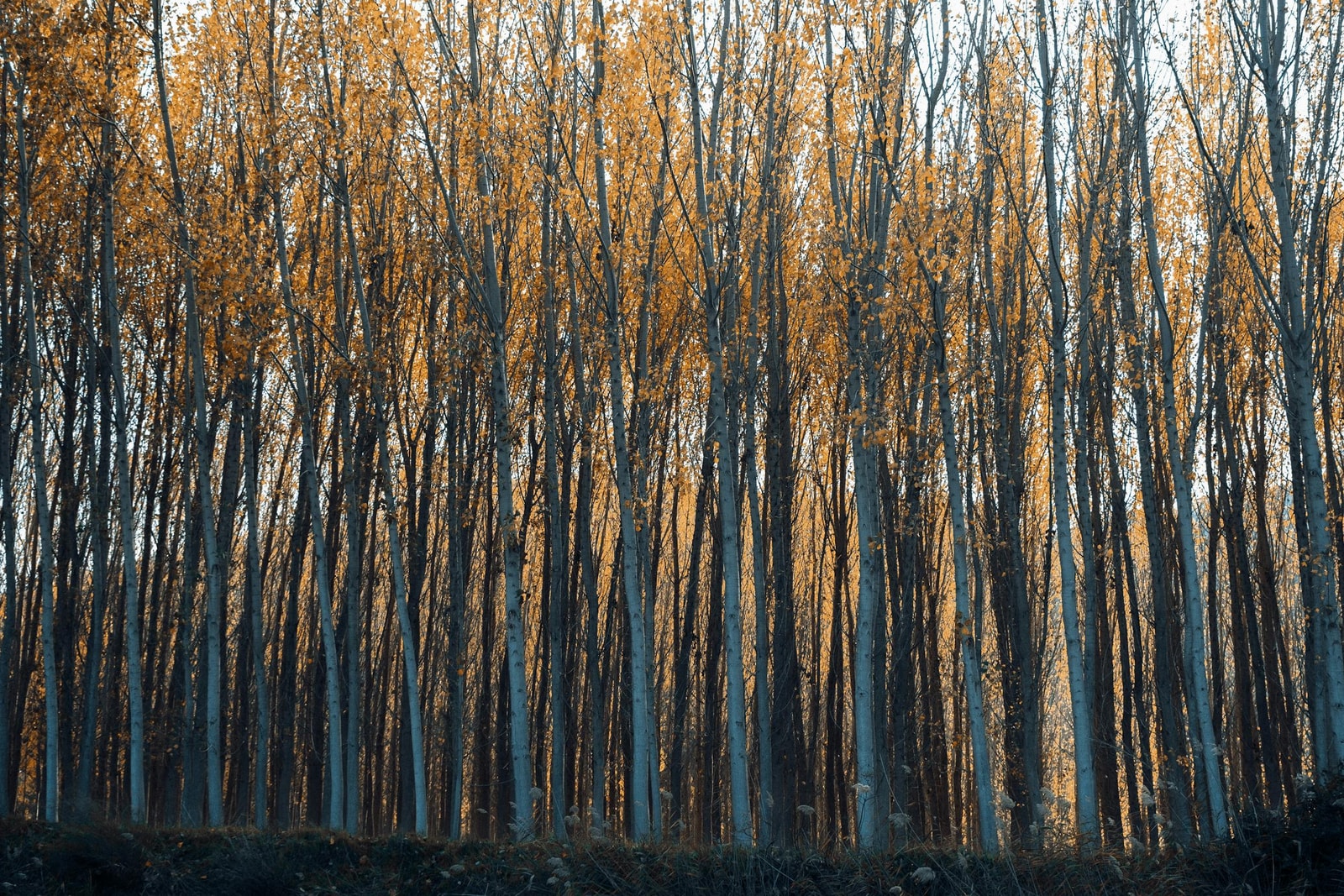 Tall trees with golden autumn foliage in a serene forest