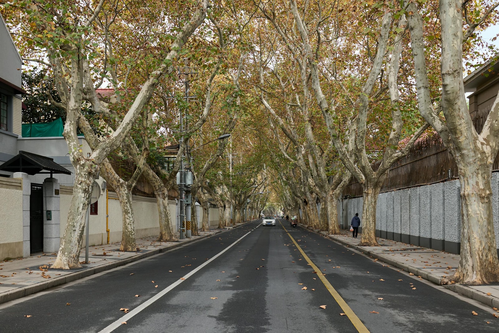 Quiet autumn street lined with trees providing a canopy of shade