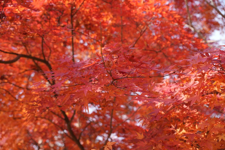 Crimson red Japanese Maple leaves in autumn canopy