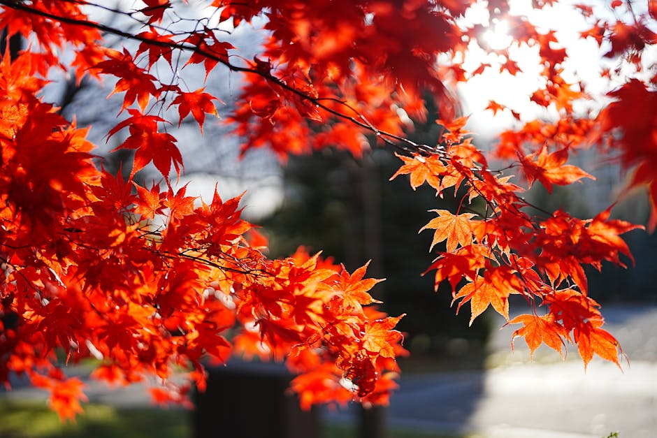 Scarlet red maple leaves backlit by autumn sun