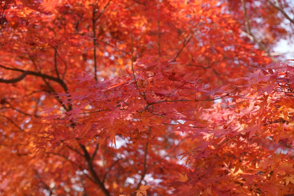 Japanese maple tree with vibrant red foliage in a garden