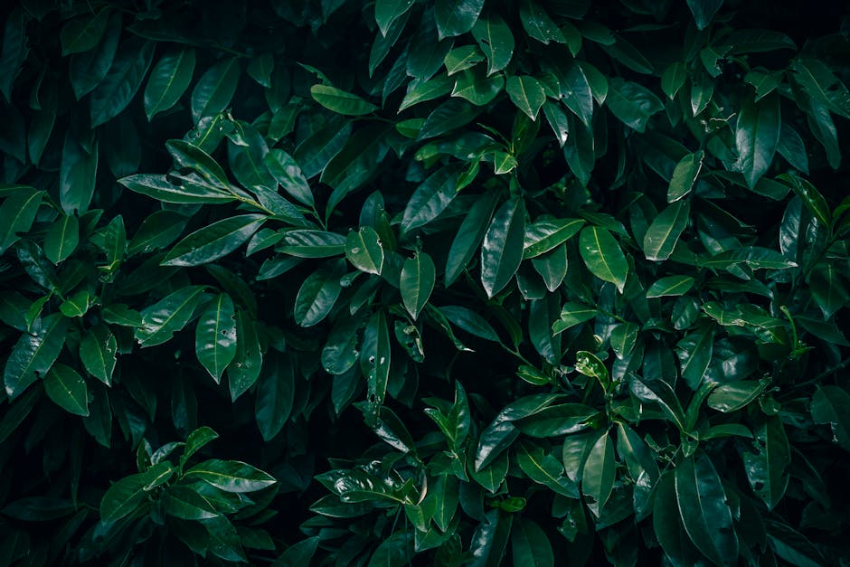 Glossy dark green cherry laurel leaves glistening in sunlight