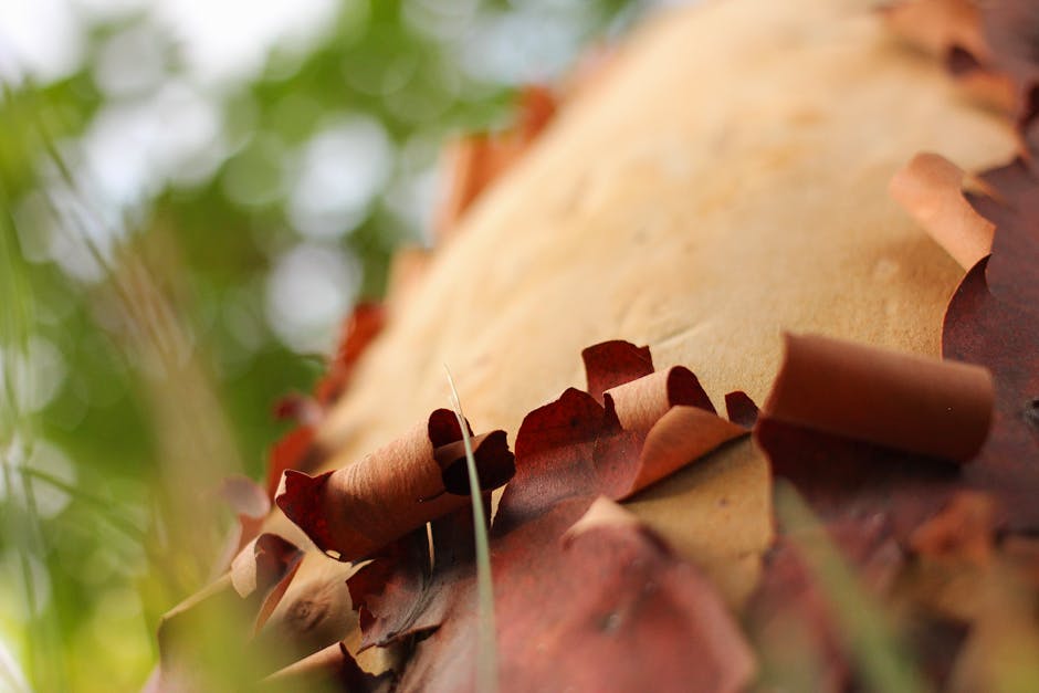 Close-up of peeling Pacific madrone bark revealing smooth red-orange wood underneath