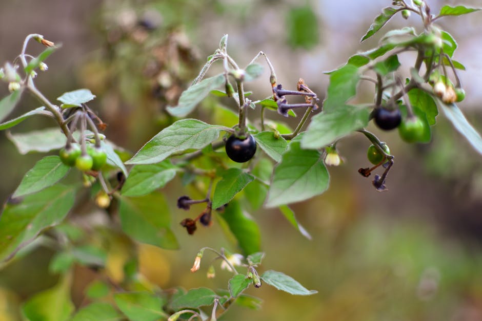 Small black and green berries hanging from leafy branches