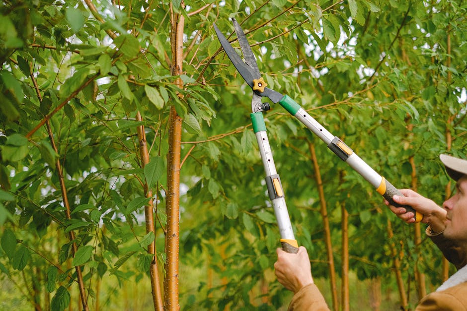 Gardener using long-handled pruning shears to trim tree branches in an orchard
