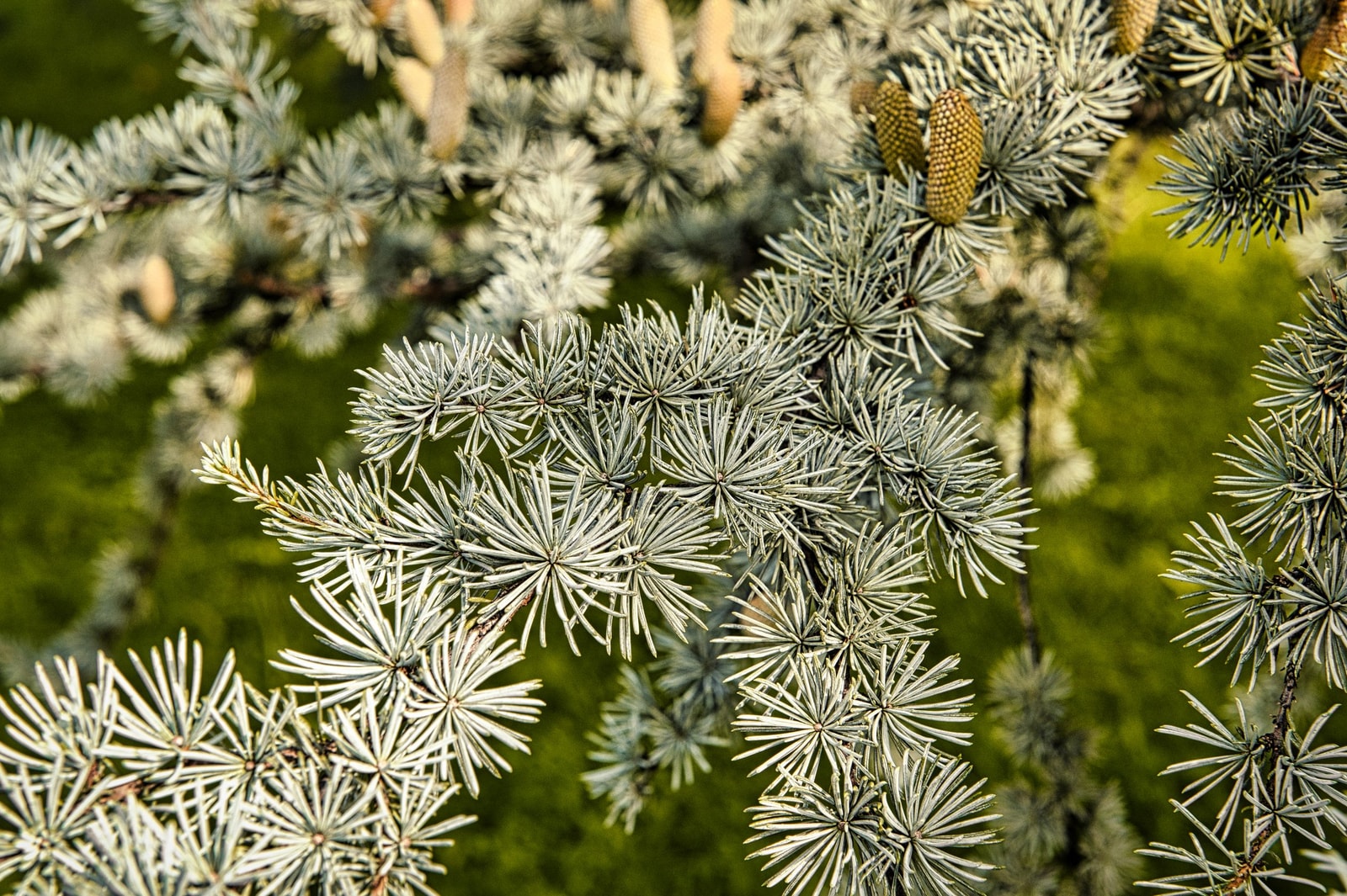 Blue-green needled branches of a blue atlas cedar