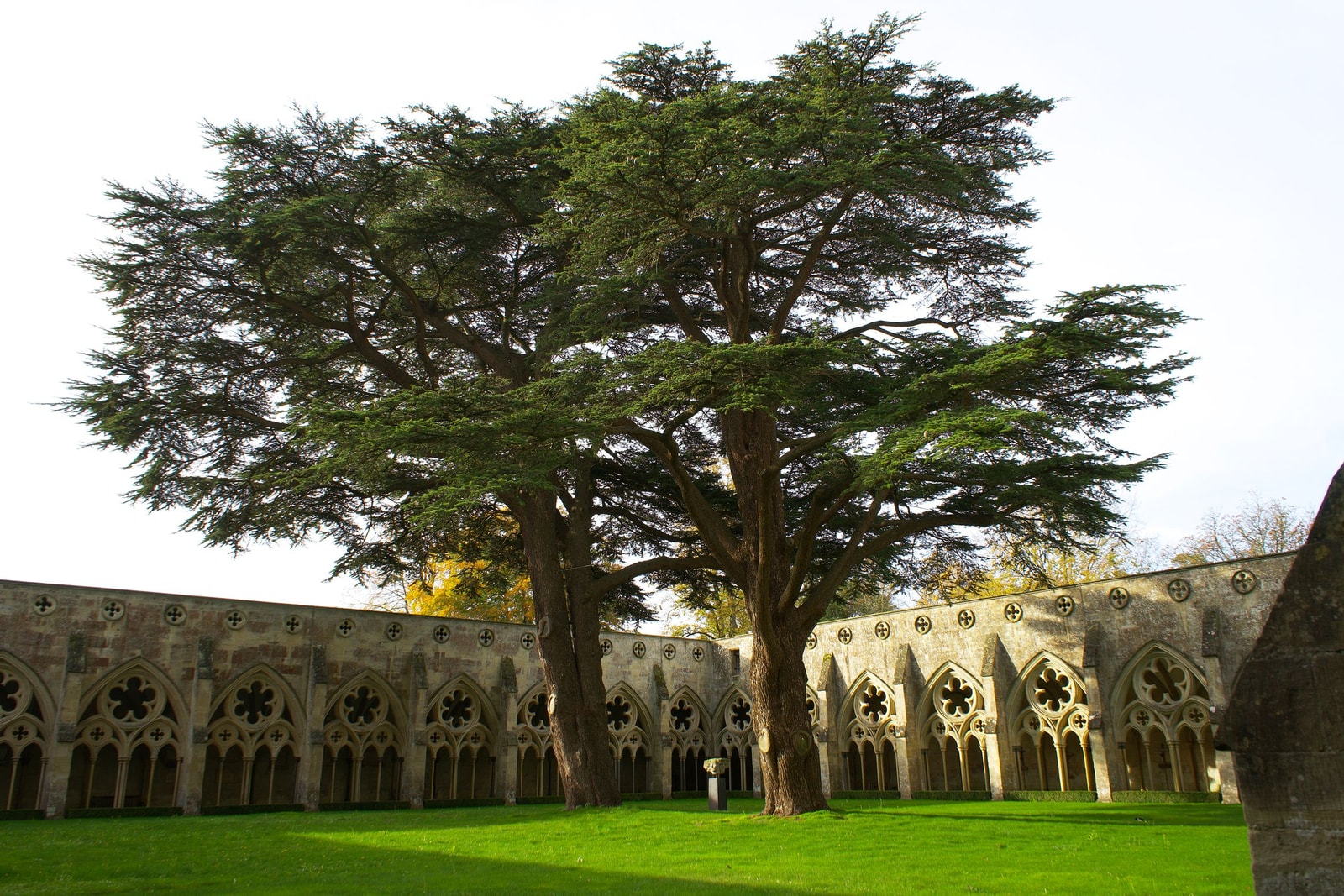 A mature cedar specimen with the flat-topped silhouette of an old tree