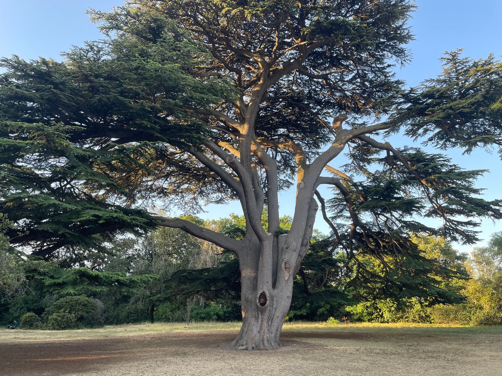 A towering true cedar with wide spreading horizontal branches