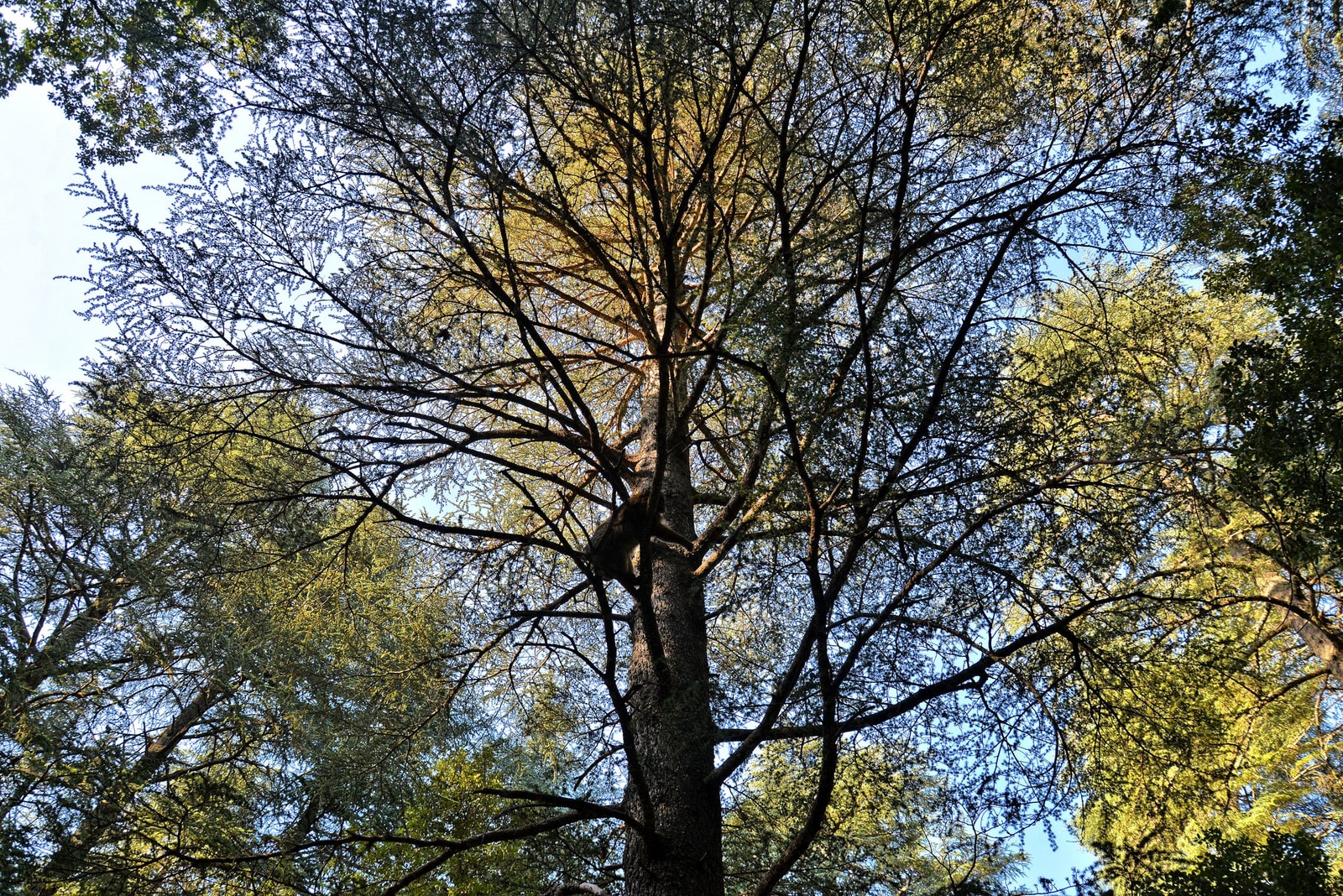 A mature deodar cedar with silvery blue-green needles and gracefully drooping branch tips against a clear sky