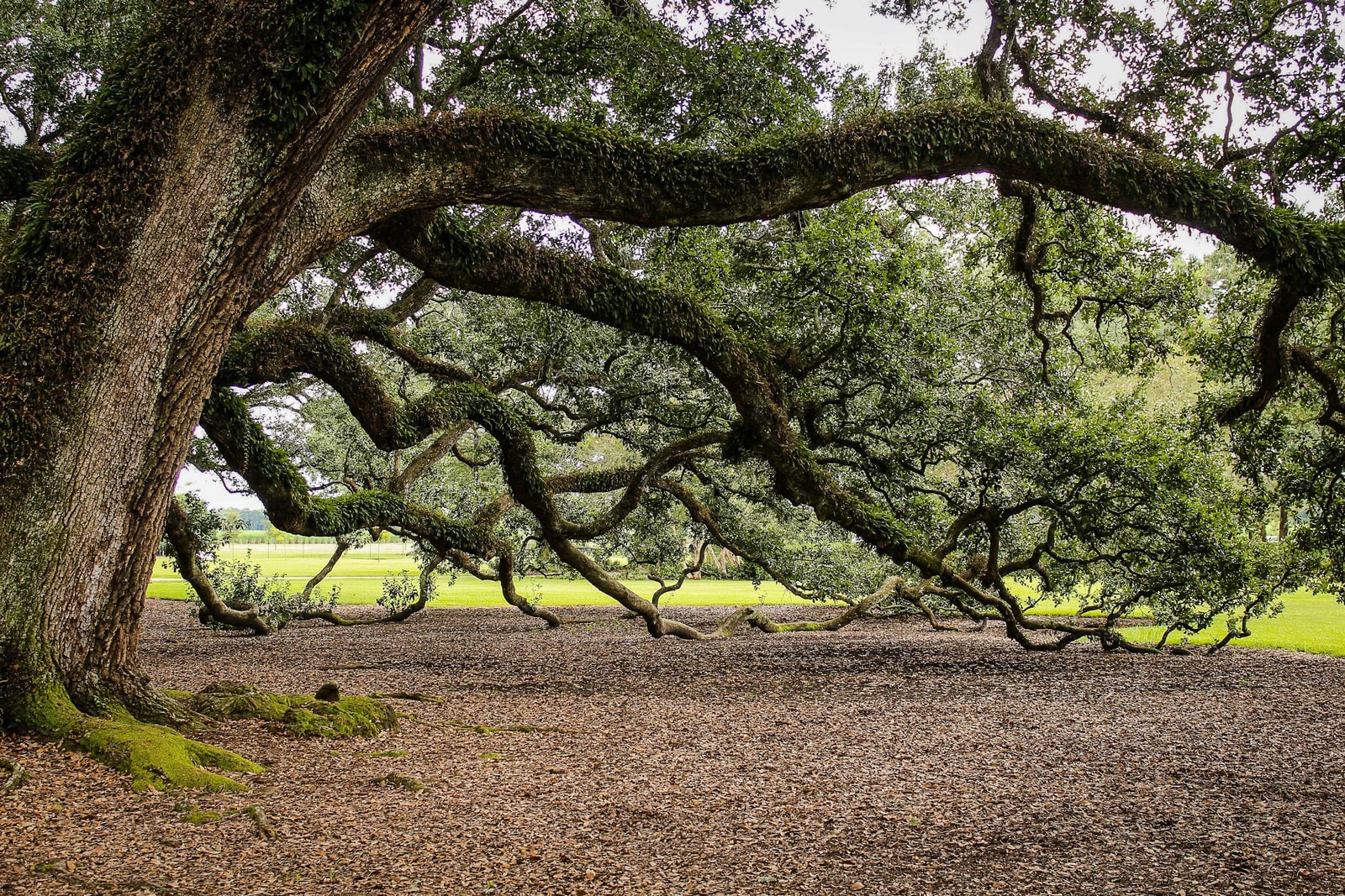 Mature live oak tree with wide spreading canopy and dramatic branch structure