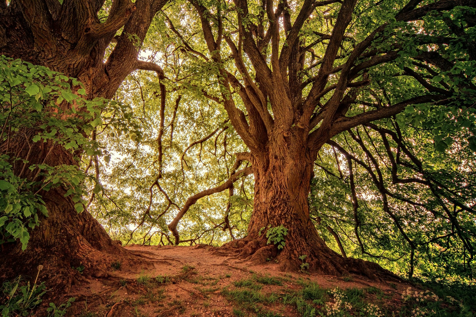 Sunlight filtering through a coast live oak forest canopy