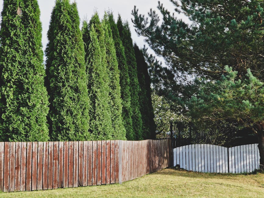 Row of arborvitae trees forming a dense green hedge along a garden pathway