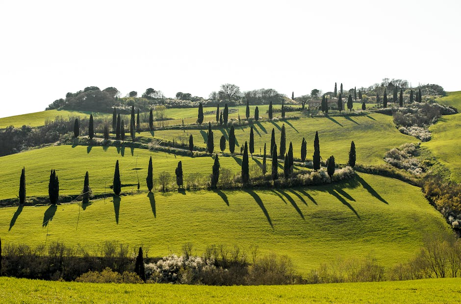 Tall Italian cypress trees on rolling Tuscan hills