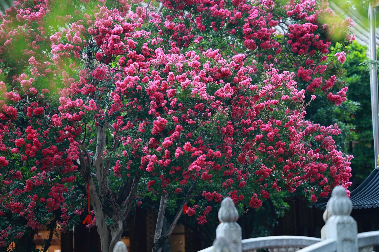 Fast-growing crape myrtle in full summer bloom, a drought-tolerant flowering tree