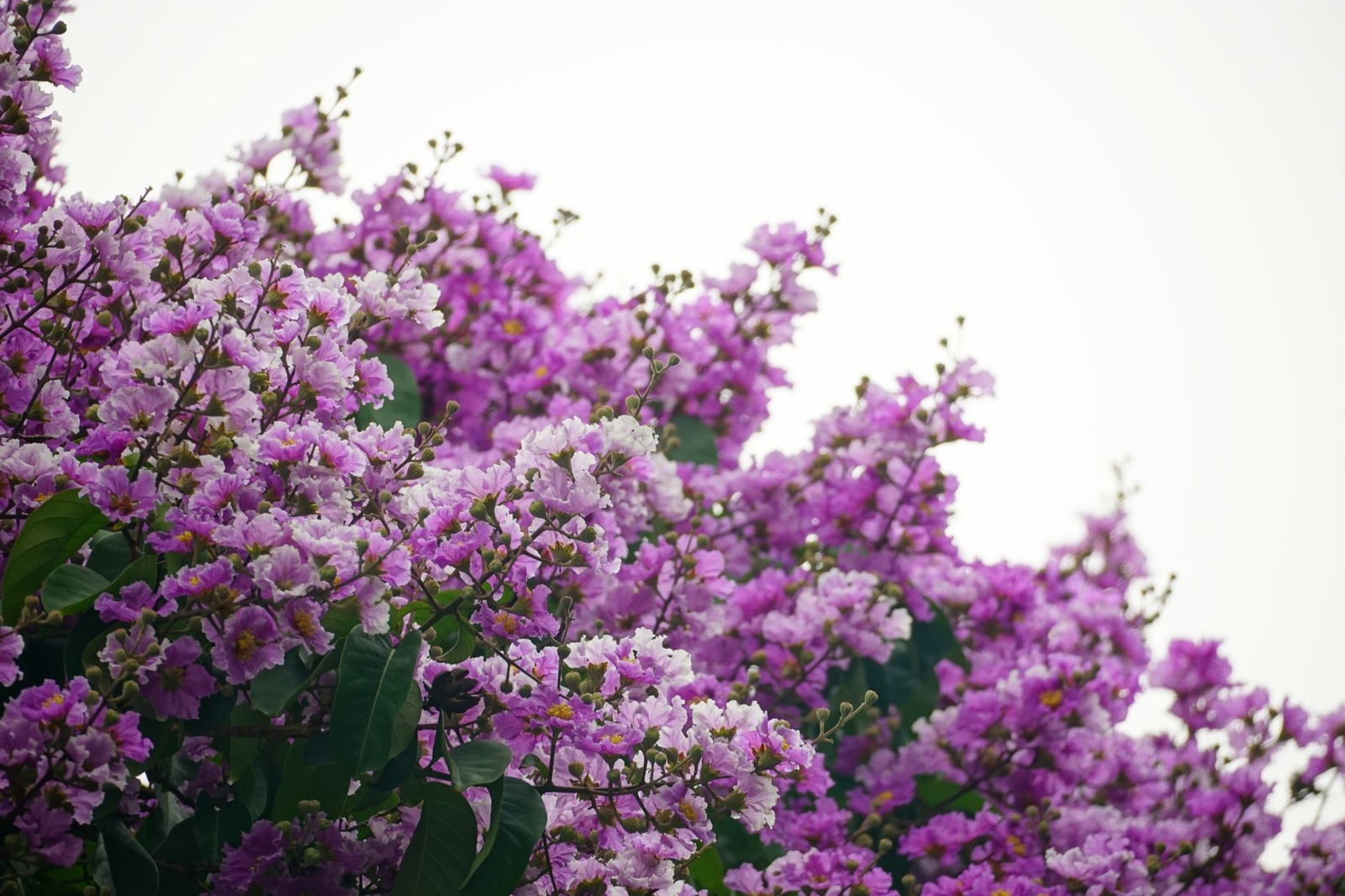 Crape myrtle in full purple summer bloom
