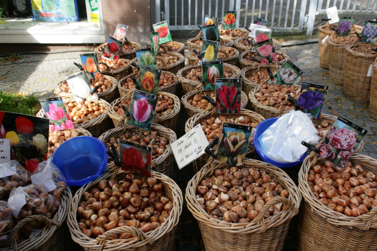 Outdoor market with landscaping plants and supplies in December