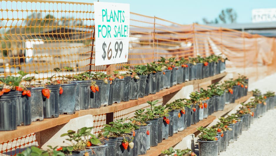 Rows of potted plants with price tags displayed for sale at an outdoor nursery