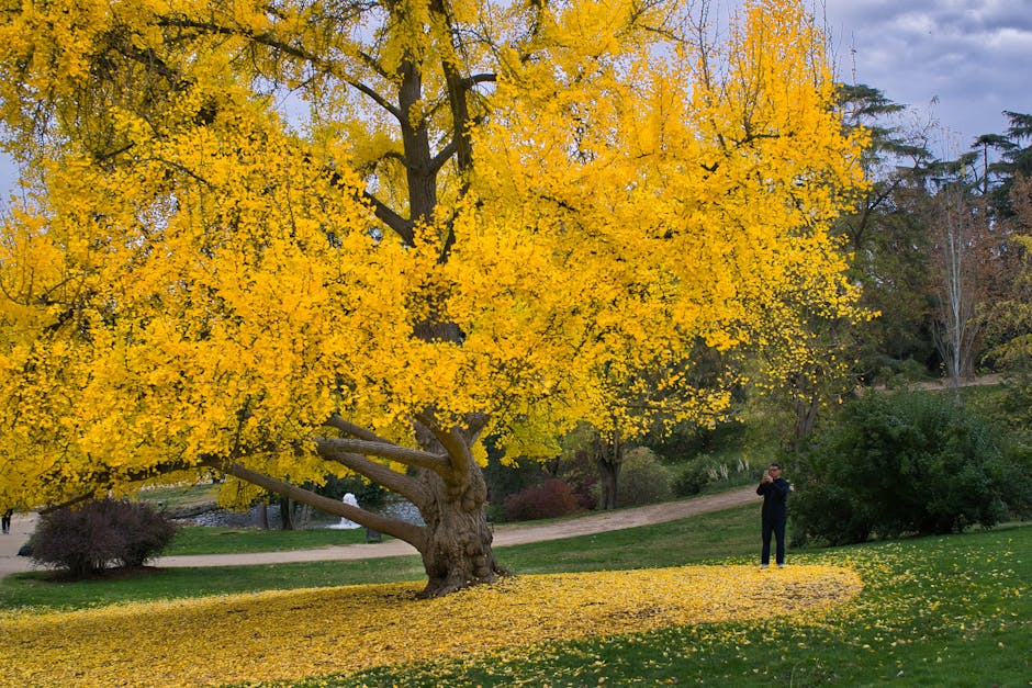 Ginkgo tree ablaze with pure golden yellow fall foliage