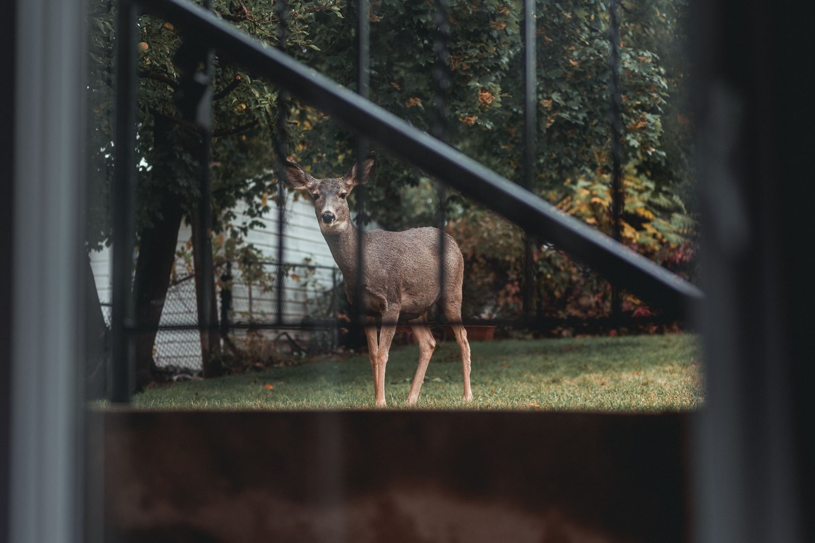 A deer standing in a suburban backyard garden surrounded by trees and shrubs
