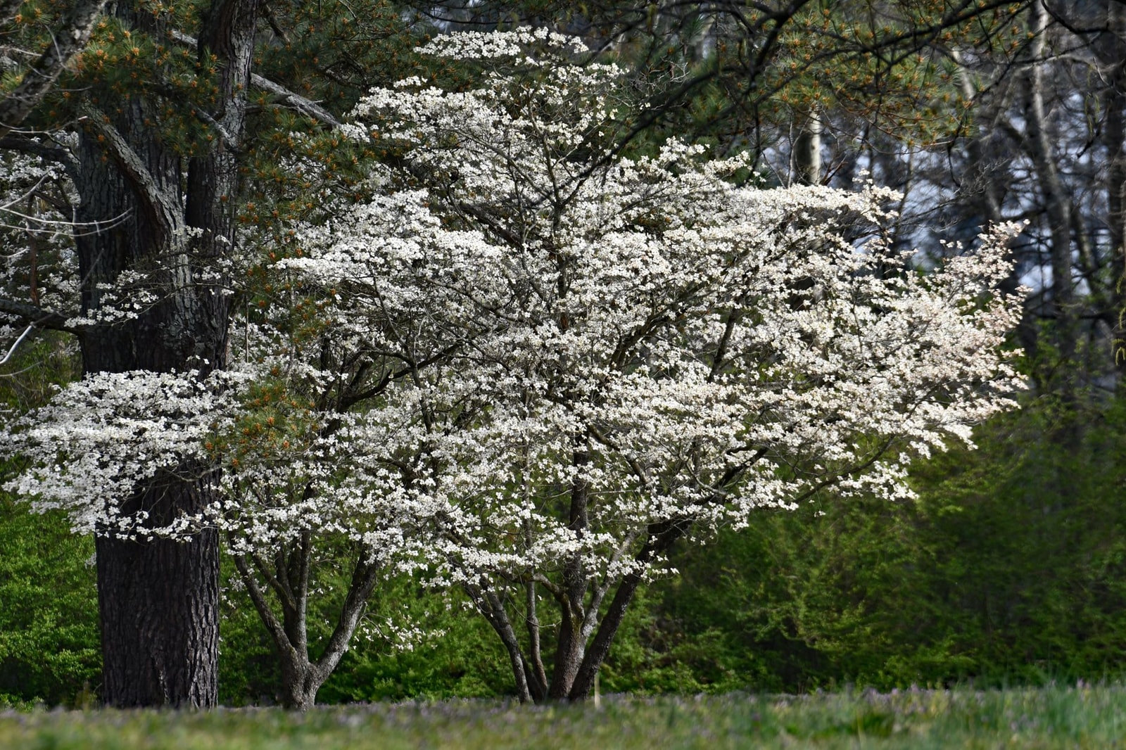 Flowering dogwood tree covered in white bracts in spring beneath taller shade trees