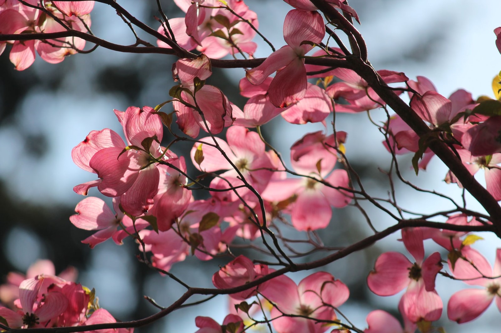 Pink dogwood bracts in full spring bloom
