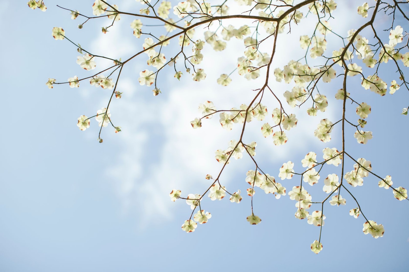 Bright white dogwood bracts against a blue sky