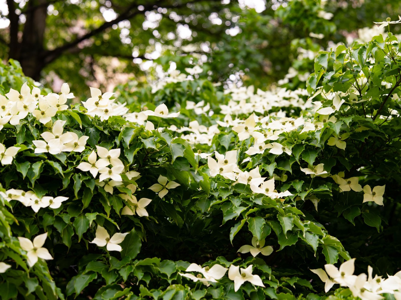 A white flowering dogwood tree in full bloom in a park in spring