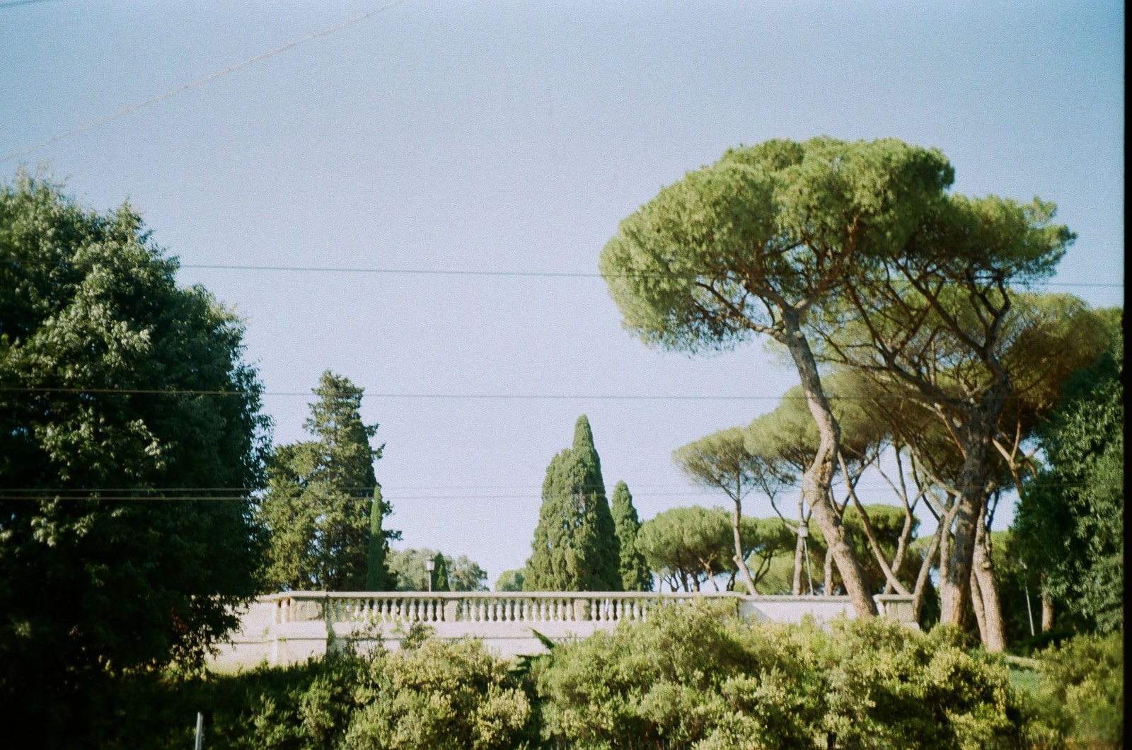 Italian stone pines with their distinctive umbrella crowns in Rome