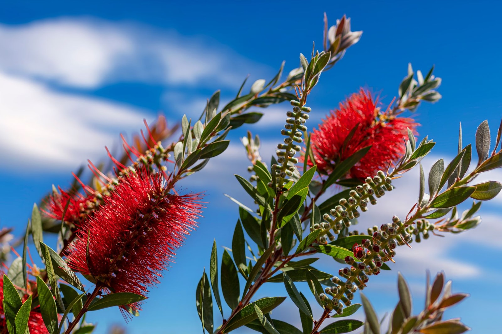 Bright red bottlebrush flower spike against blue sky