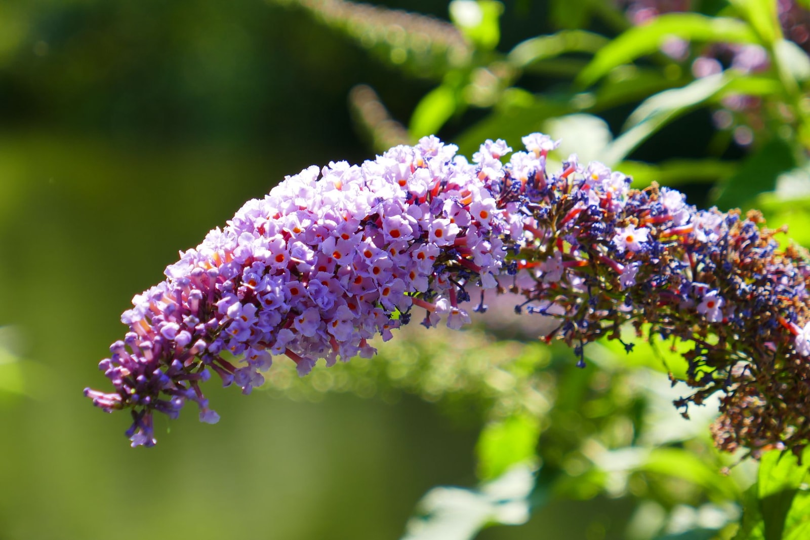 Purple butterfly bush buddleia flower spike in full bloom