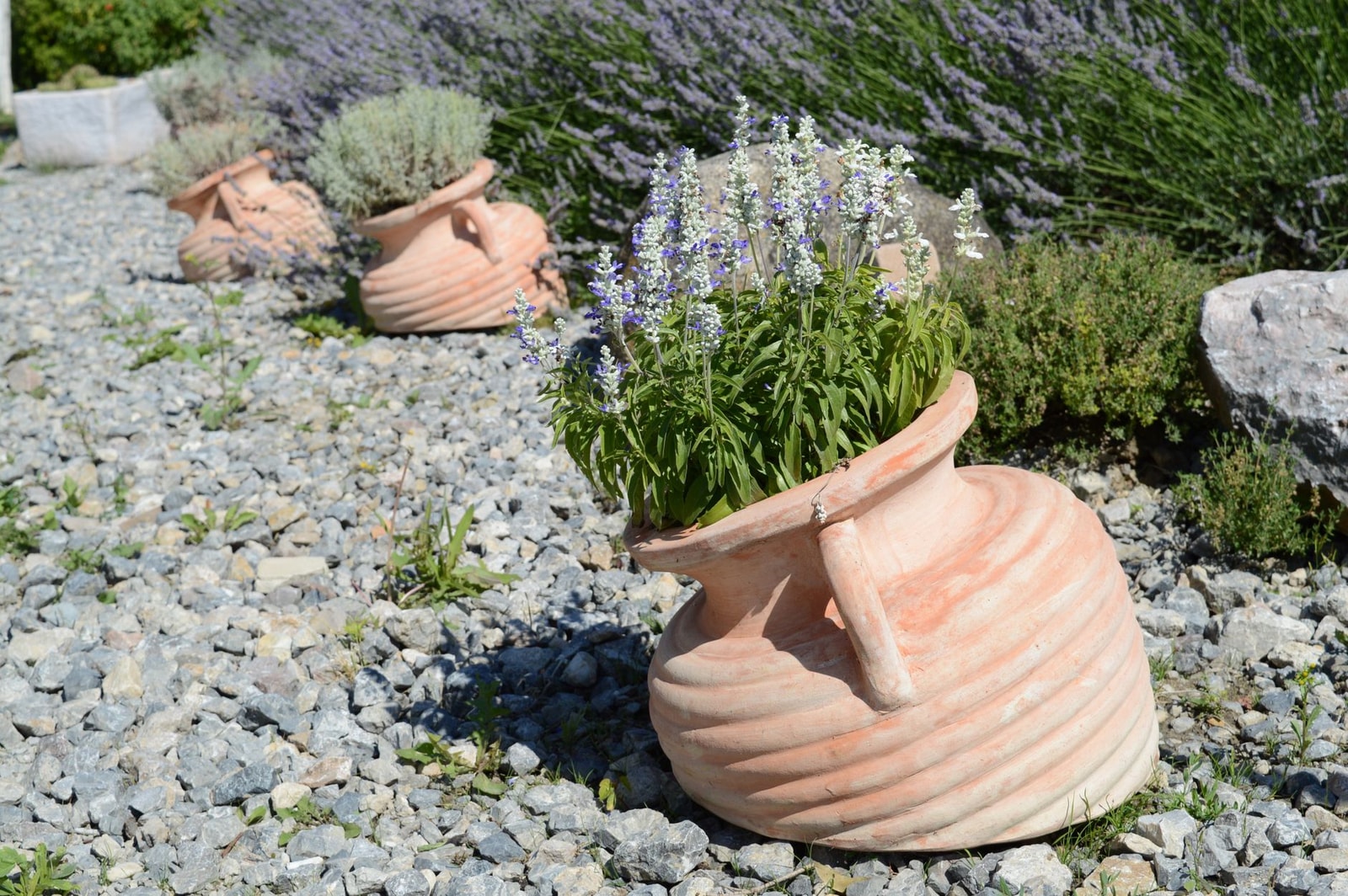 Low-water landscape bed with lavender, rosemary, and silver-foliage drought-tolerant shrubs