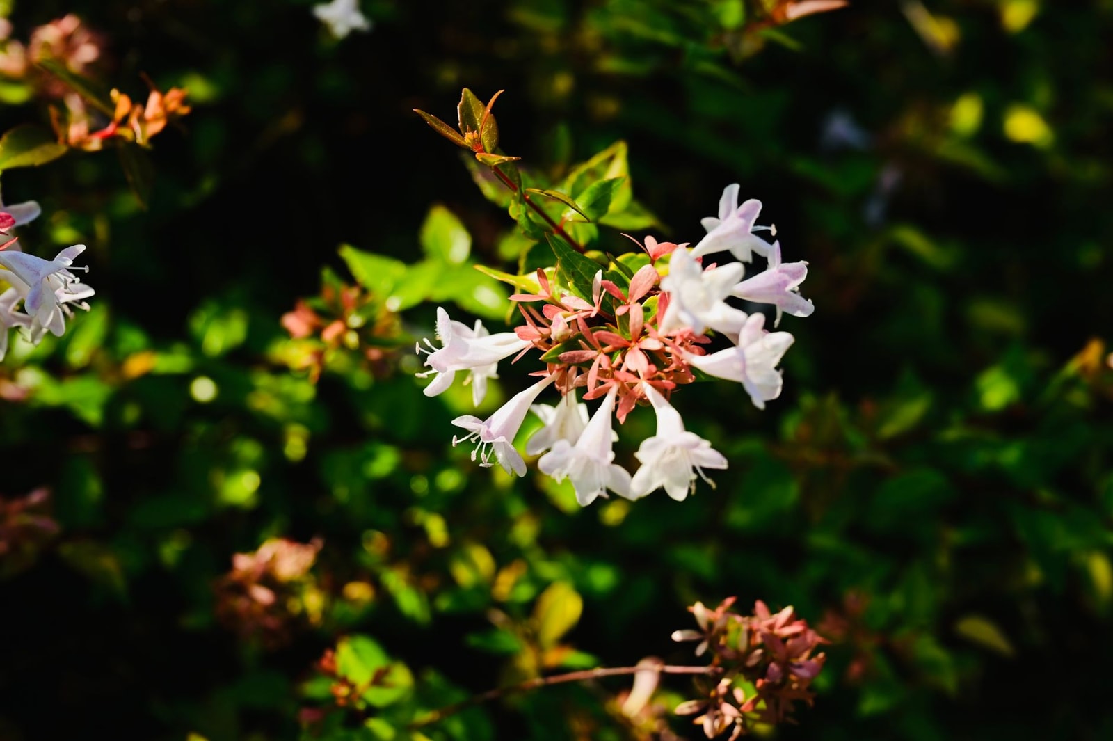 White glossy abelia funnel flowers with green leaves