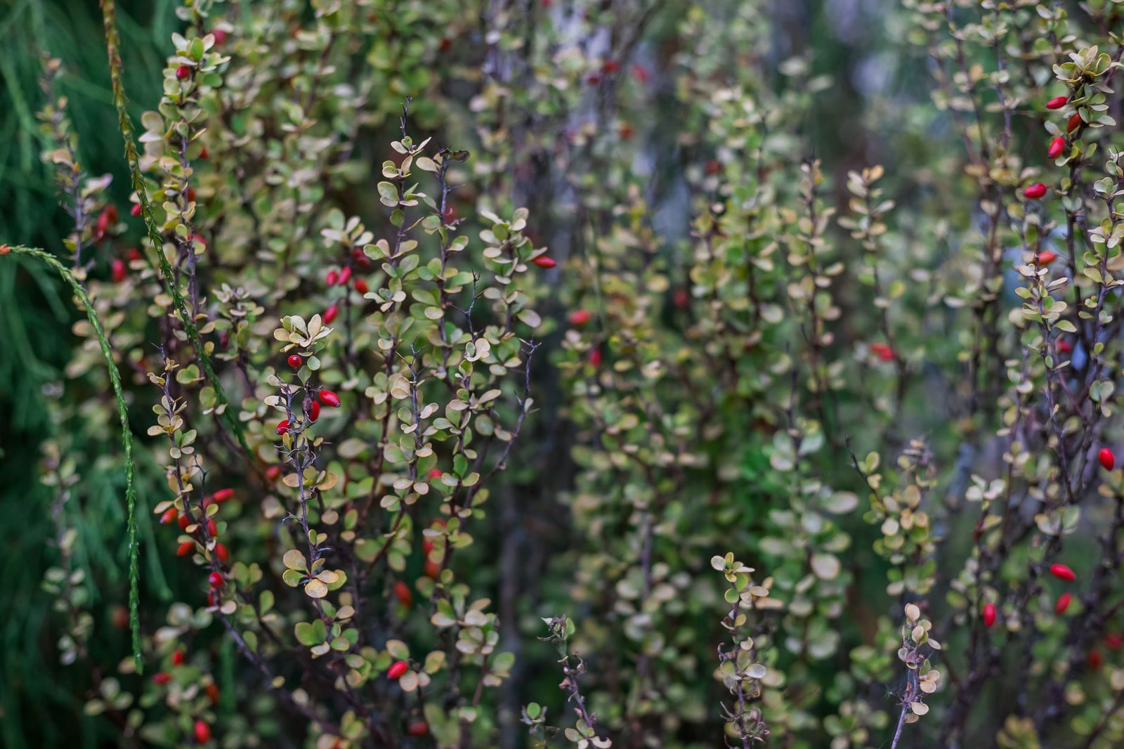 Dense Japanese barberry shrub with red berries and foliage