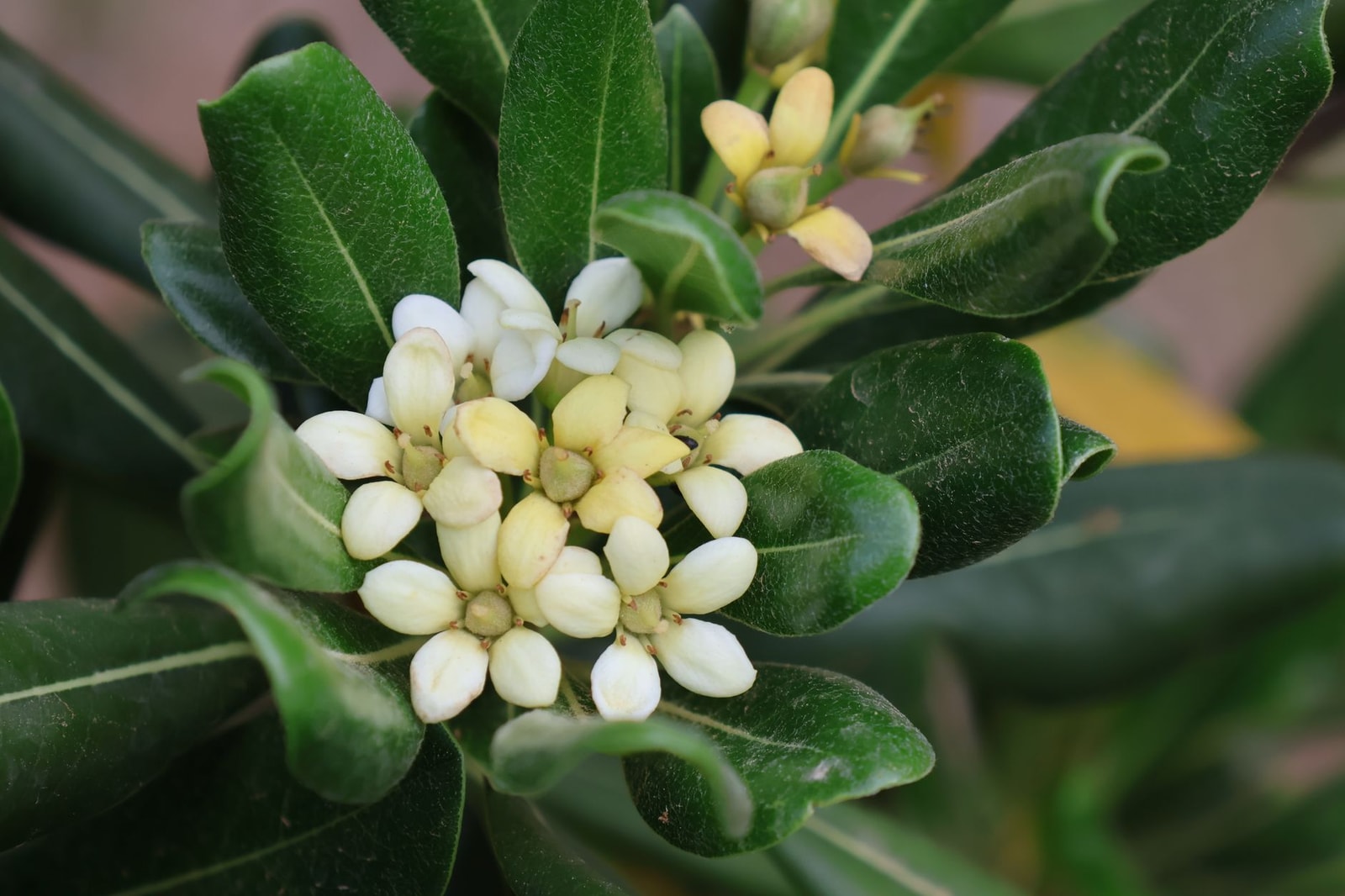 Fragrant white Pittosporum tobira flowers among glossy green leaves