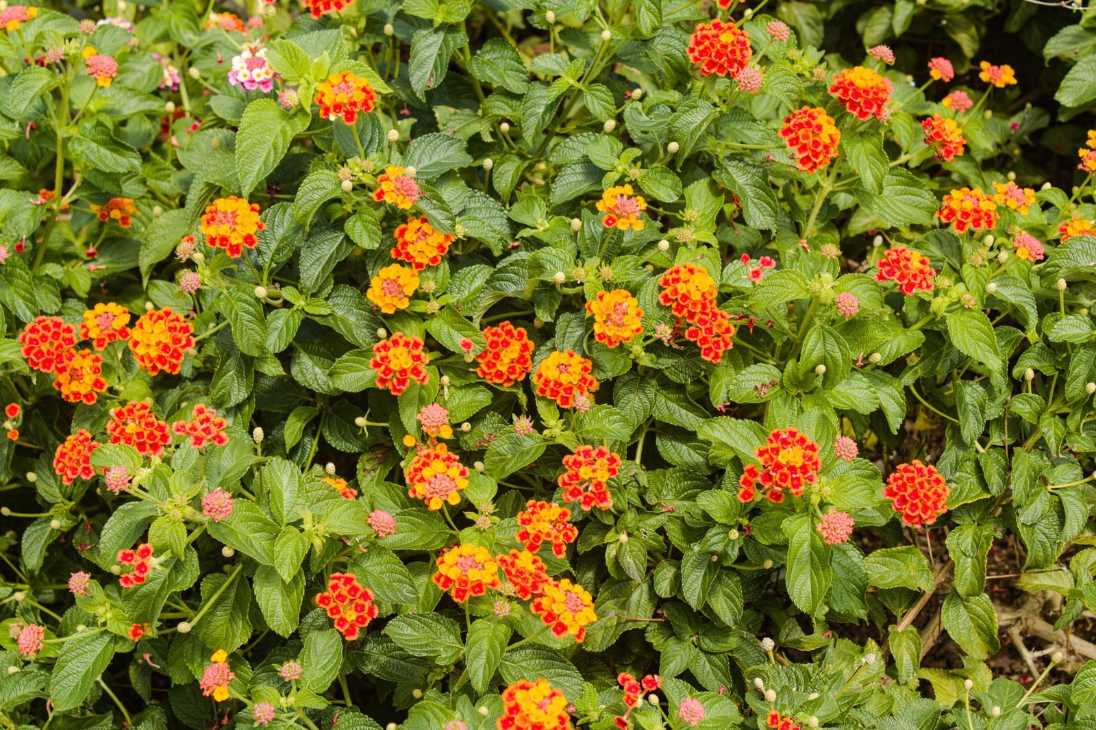 Clusters of orange and pink lantana flowers in a sunny garden