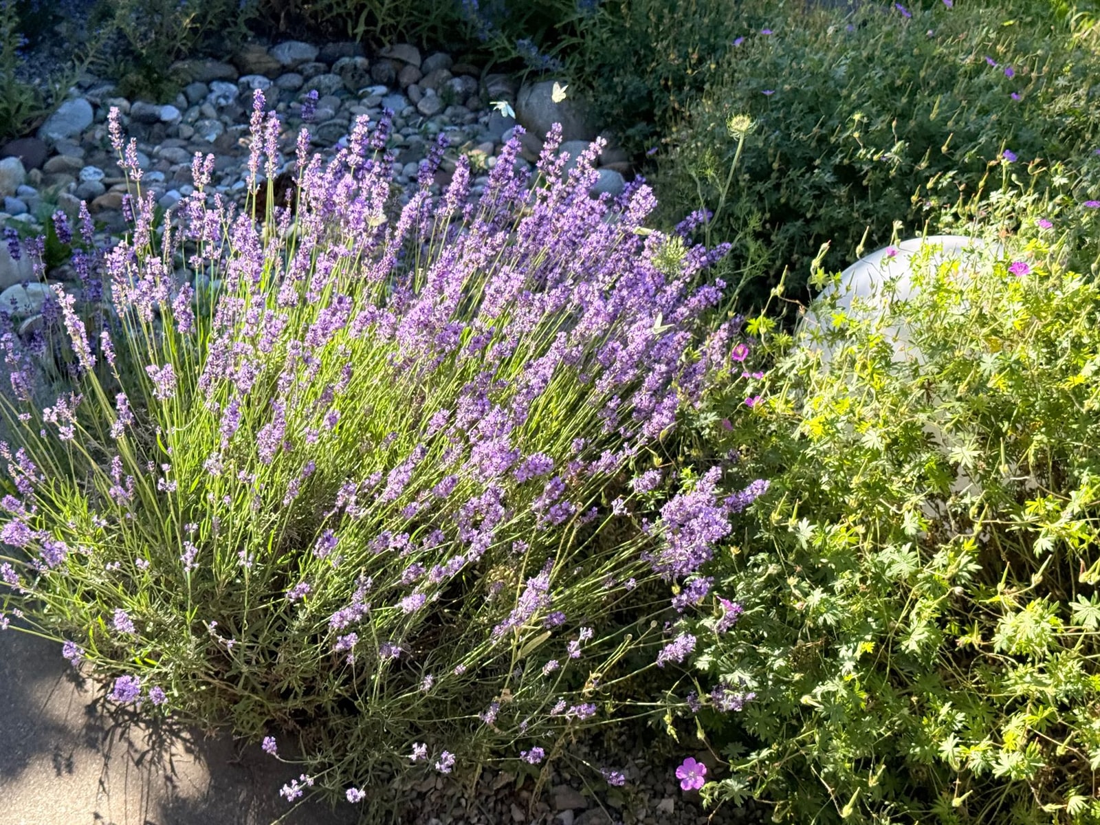 English lavender in full purple bloom