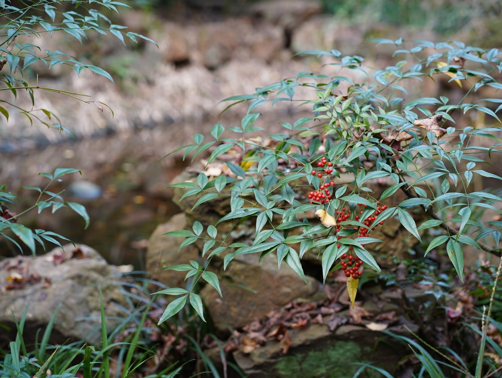 Bright red nandina heavenly bamboo berries among green foliage