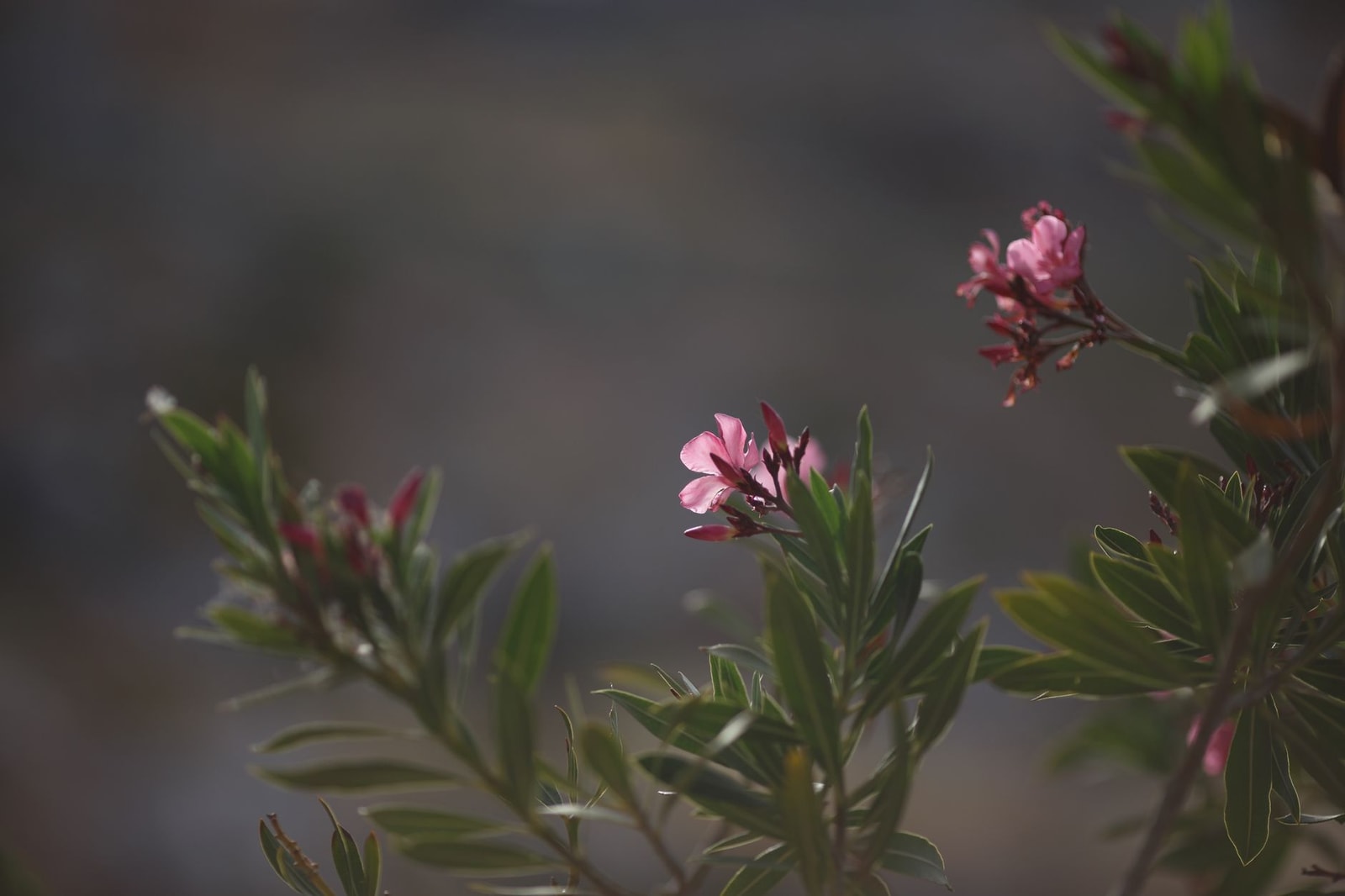 Pink oleander flowers in full bloom on an evergreen shrub
