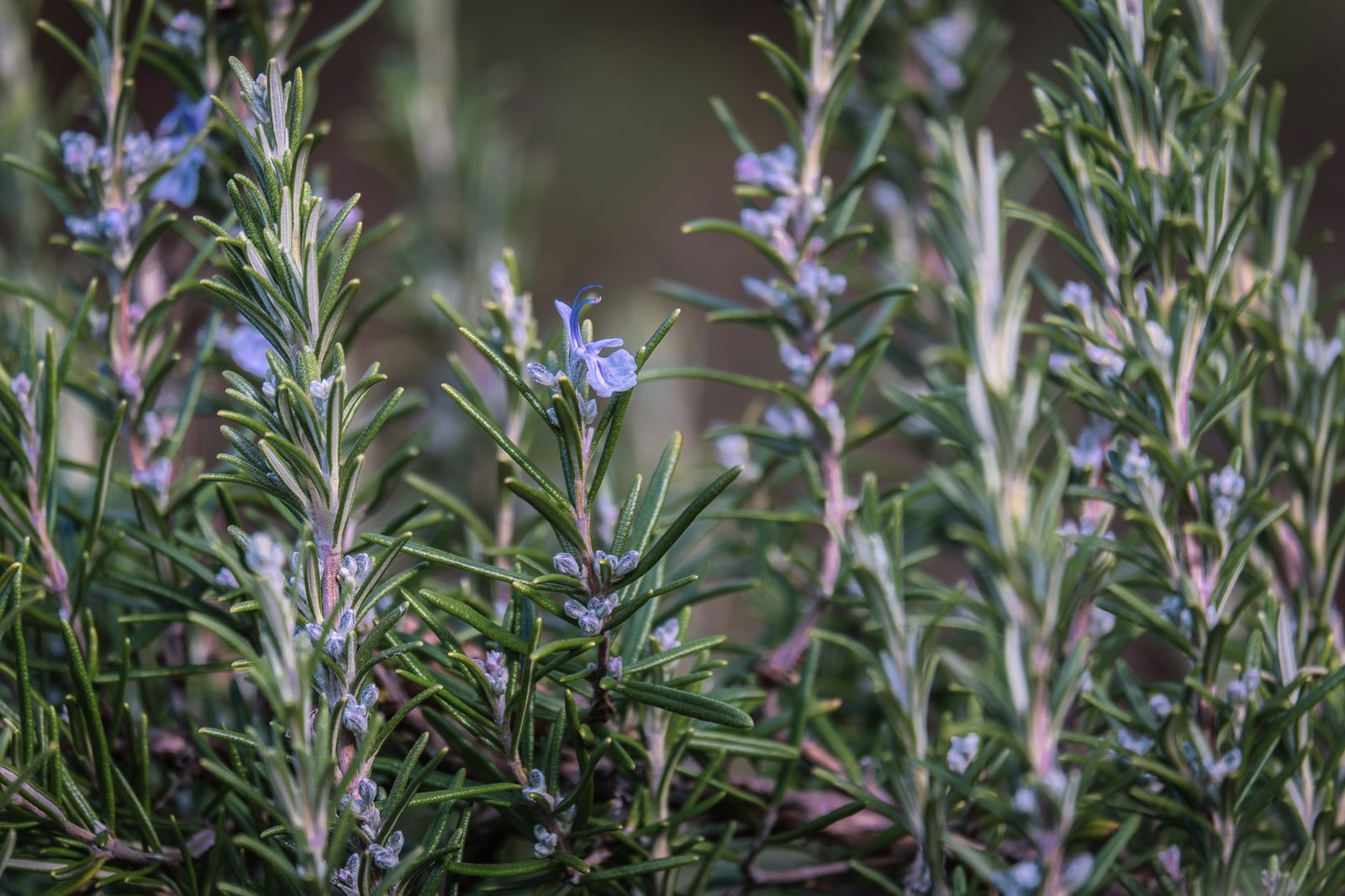 Flowering rosemary shrub with blue blossoms