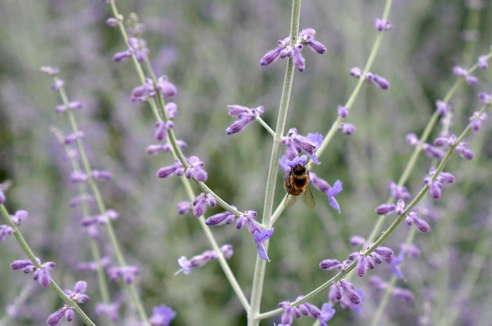 Airy purple Russian sage flowers with a bee on the blooms
