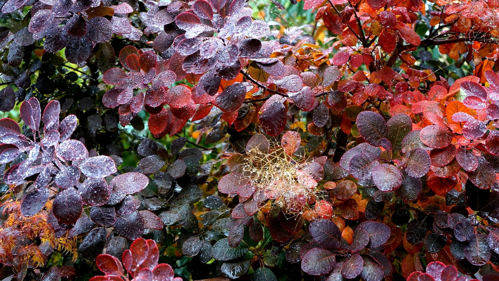 Colorful smokebush cotinus foliage with raindrops
